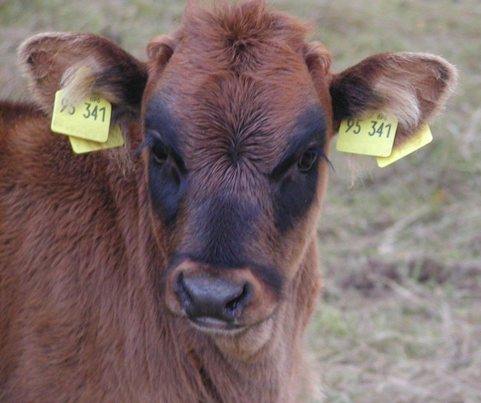Ein neuer Dorfbewohner