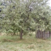 Klaräpfelbaum