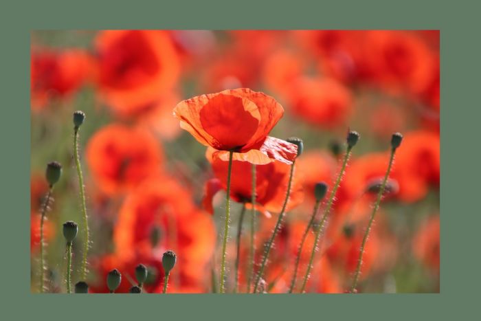 Mohn