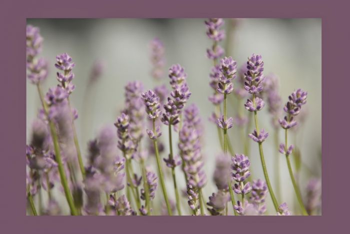 Lavendel