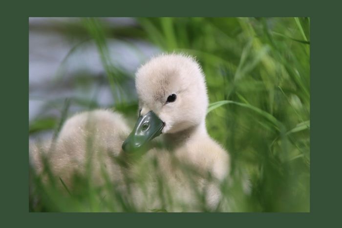 Schwanenimpressionen