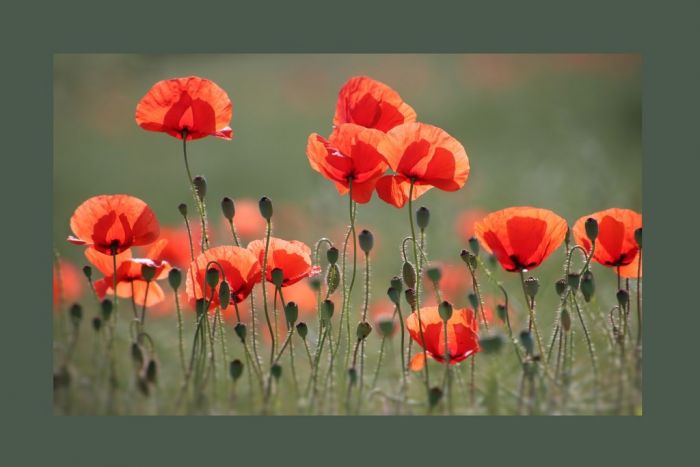 Mohn