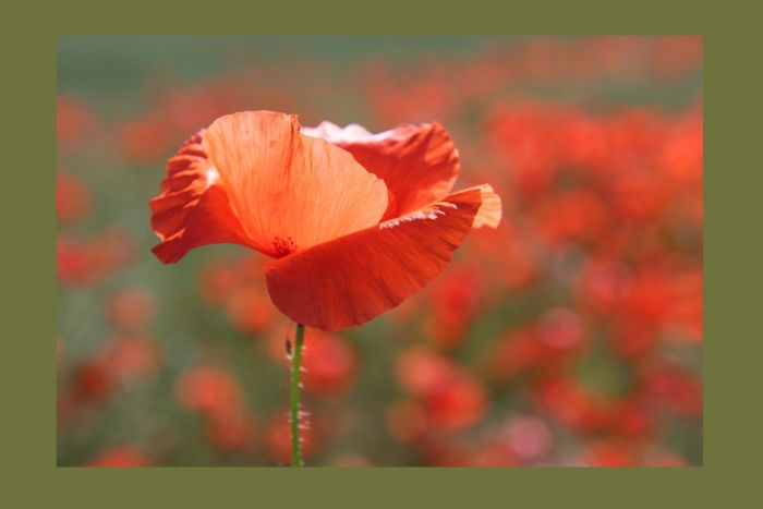 Mohn