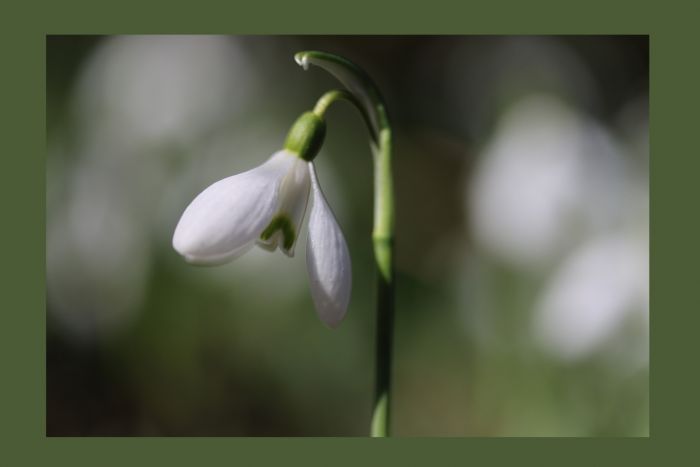 Schneeglöckchen
