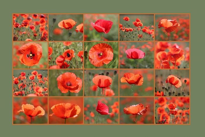 Mohn
