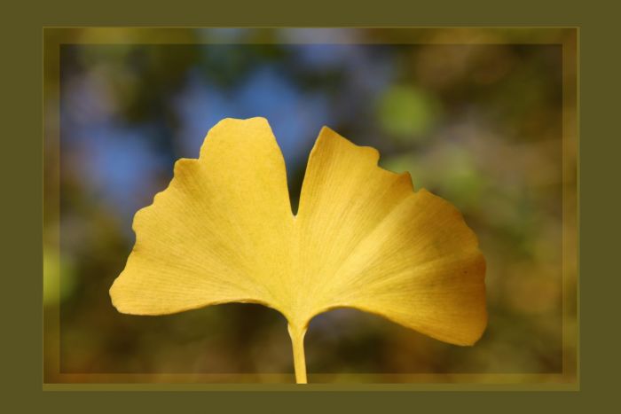 Ginkgo