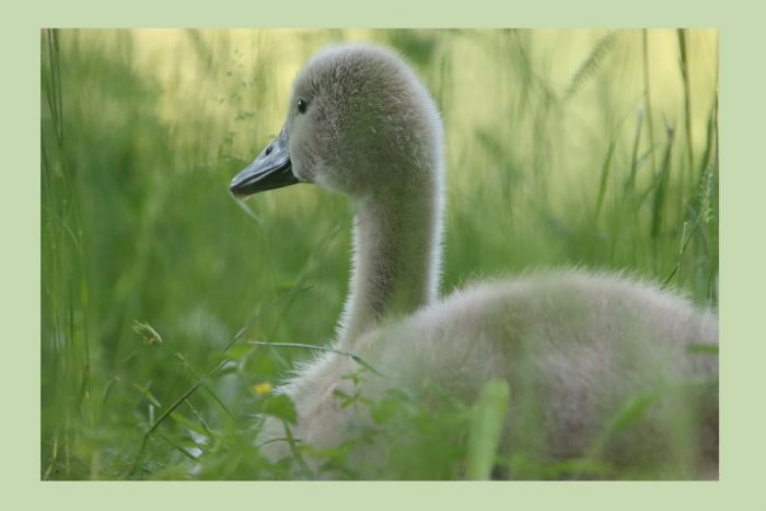 Schwanenimpressionen