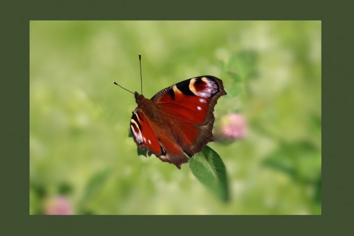 Schmetterling