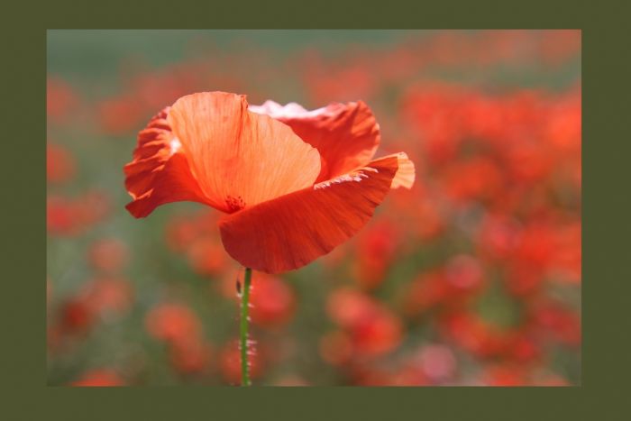 Mohn