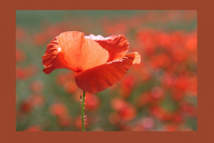 Mohn