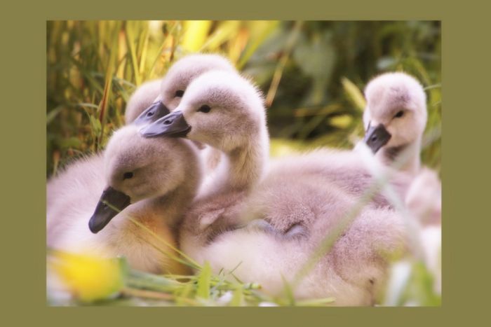 Schwanenimpressionen