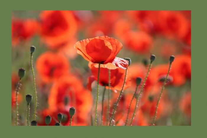 Mohn