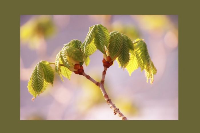 Knospenzweig mit Blätter