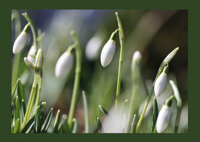 Schneeglöckchen