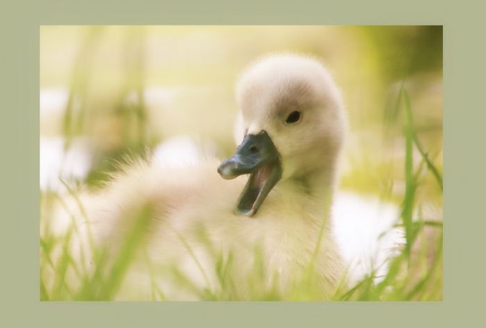 Schwanenimpressionen