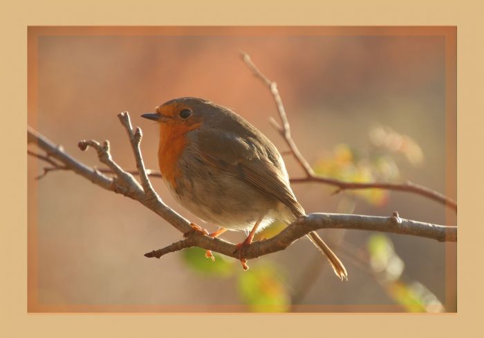 Rotkehlchen