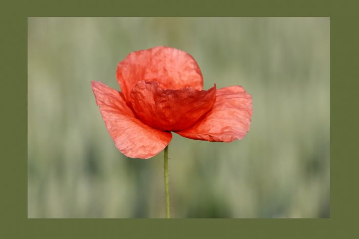 Mohn