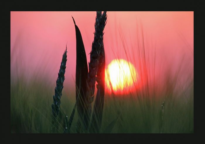 Kornähren am Morgen