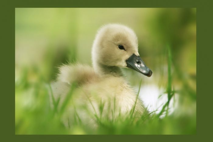 Schwanenimpressionen