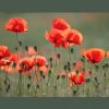 Mohn