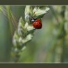 Marienkäfer
