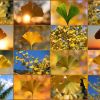 Ginkgo