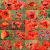 Mohn