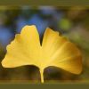 Ginkgo