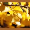 Ginkgo