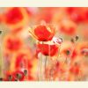 Mohn