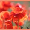 Mohn