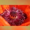 Mohn