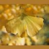Ginkgo
