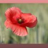 Mohn