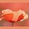 Mohn