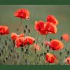 Mohn