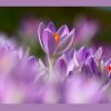 Krokusimpressionen