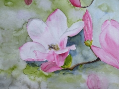 Magnolienblüte