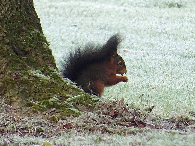 Eichhörnchen
