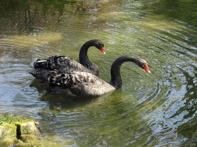 Trauerschwäne