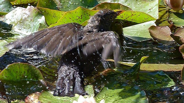 Amsel
