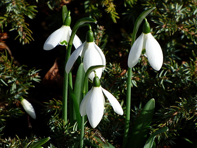 Schneeglöckchen