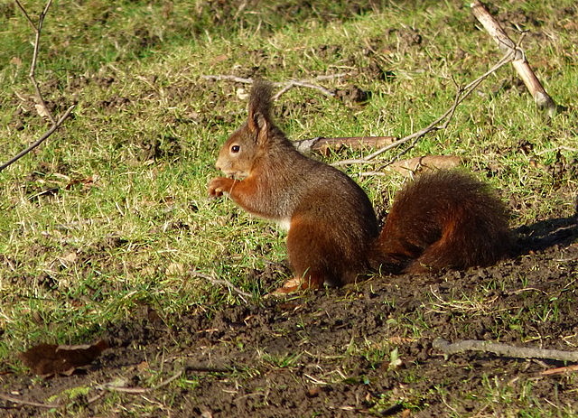 Eichhörnchen