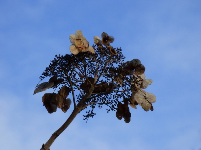 Tellerhortensie vertrocknet