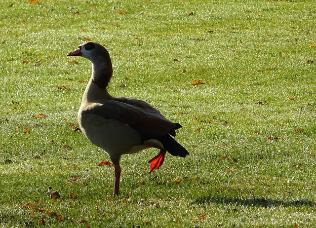 Nilgans