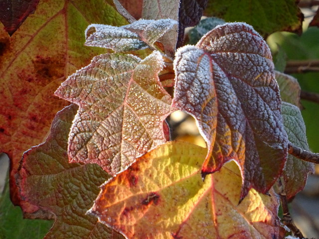 Herbstblätter gefroren