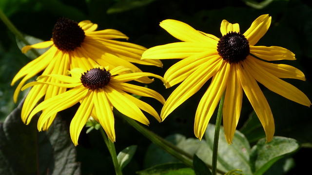 Rudbeckia