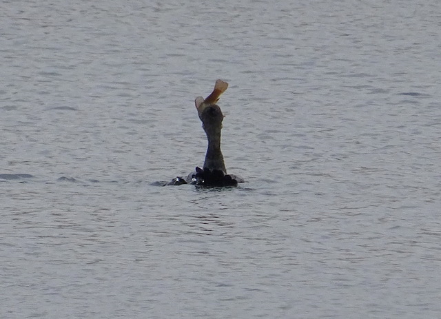 Kormoran mit Fisch