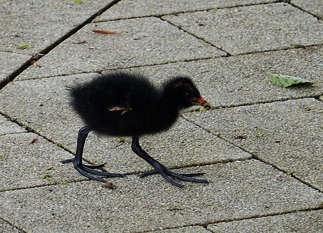 Kleines Teichhuhn