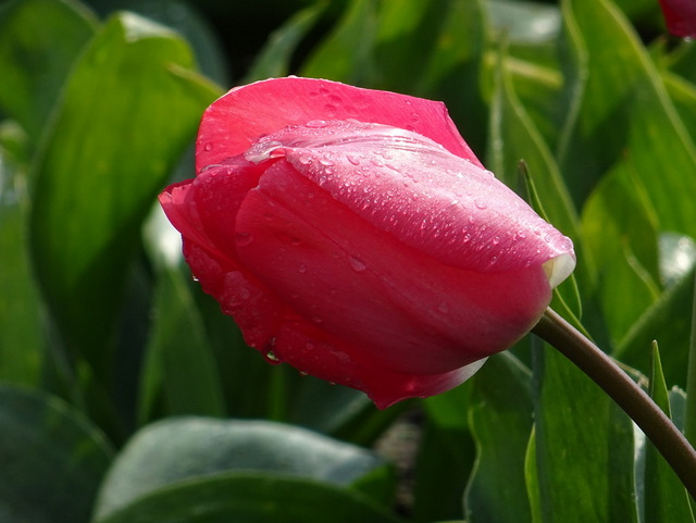 Tulpe
